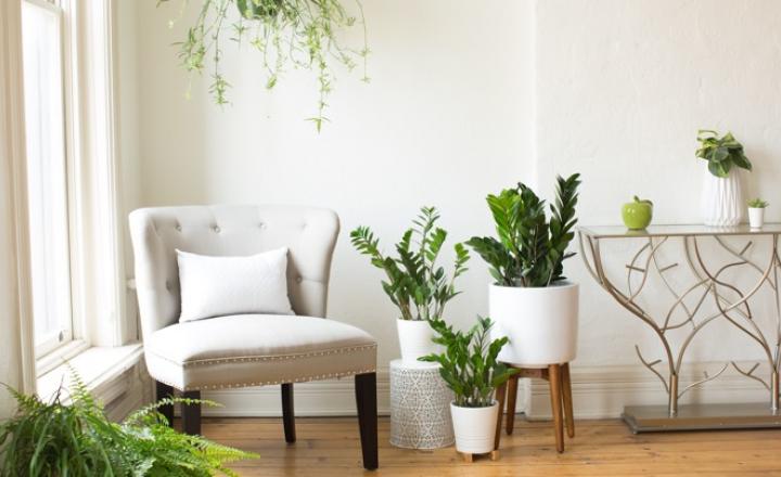 Clean-Air-Houseplant