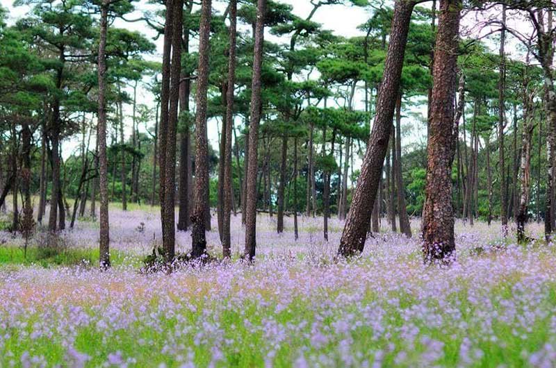 Phu soi dao National Park Uttaradit