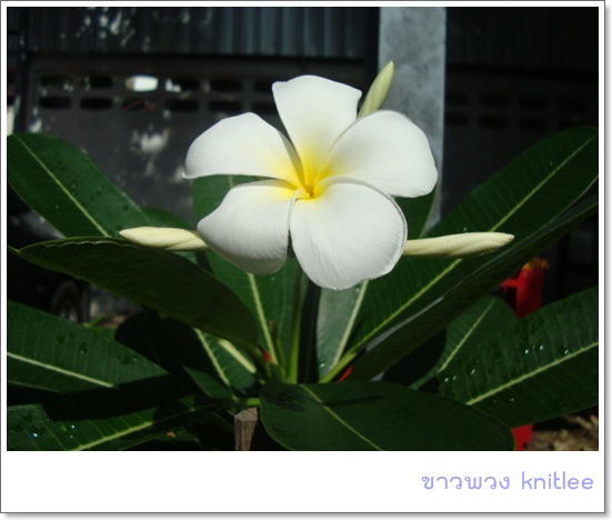My Image 37
