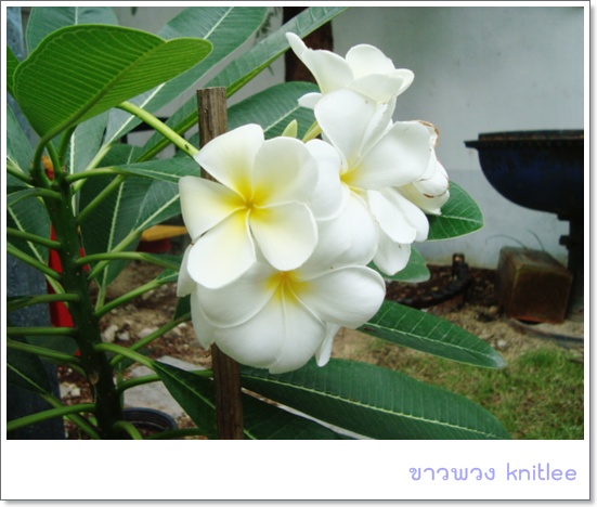 My Image 35