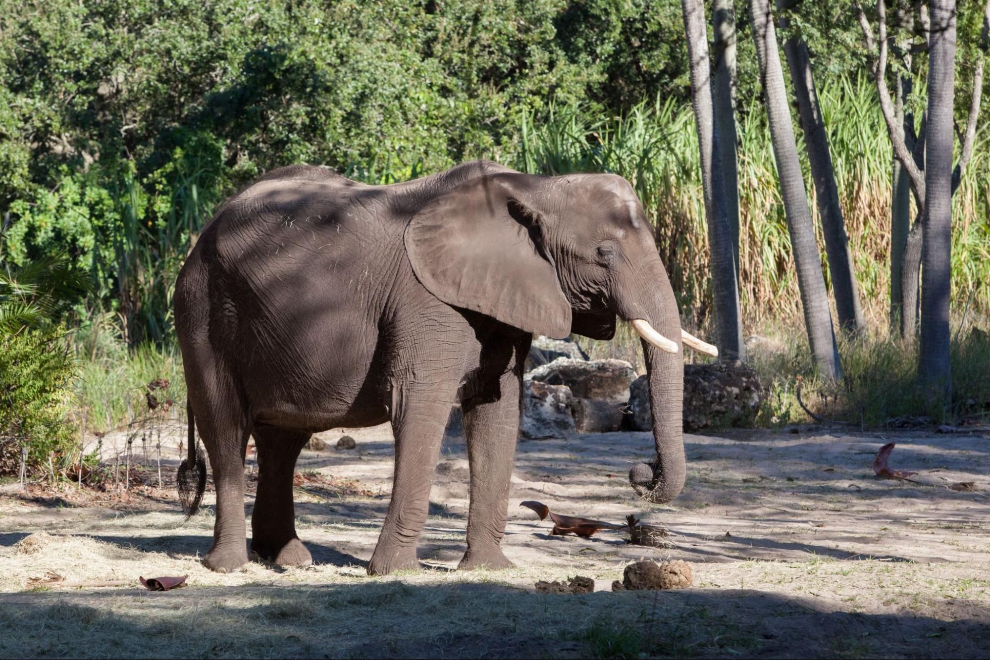 Javascript Elephant Ethical Elephant Sanctuaries Promoting Welfare
