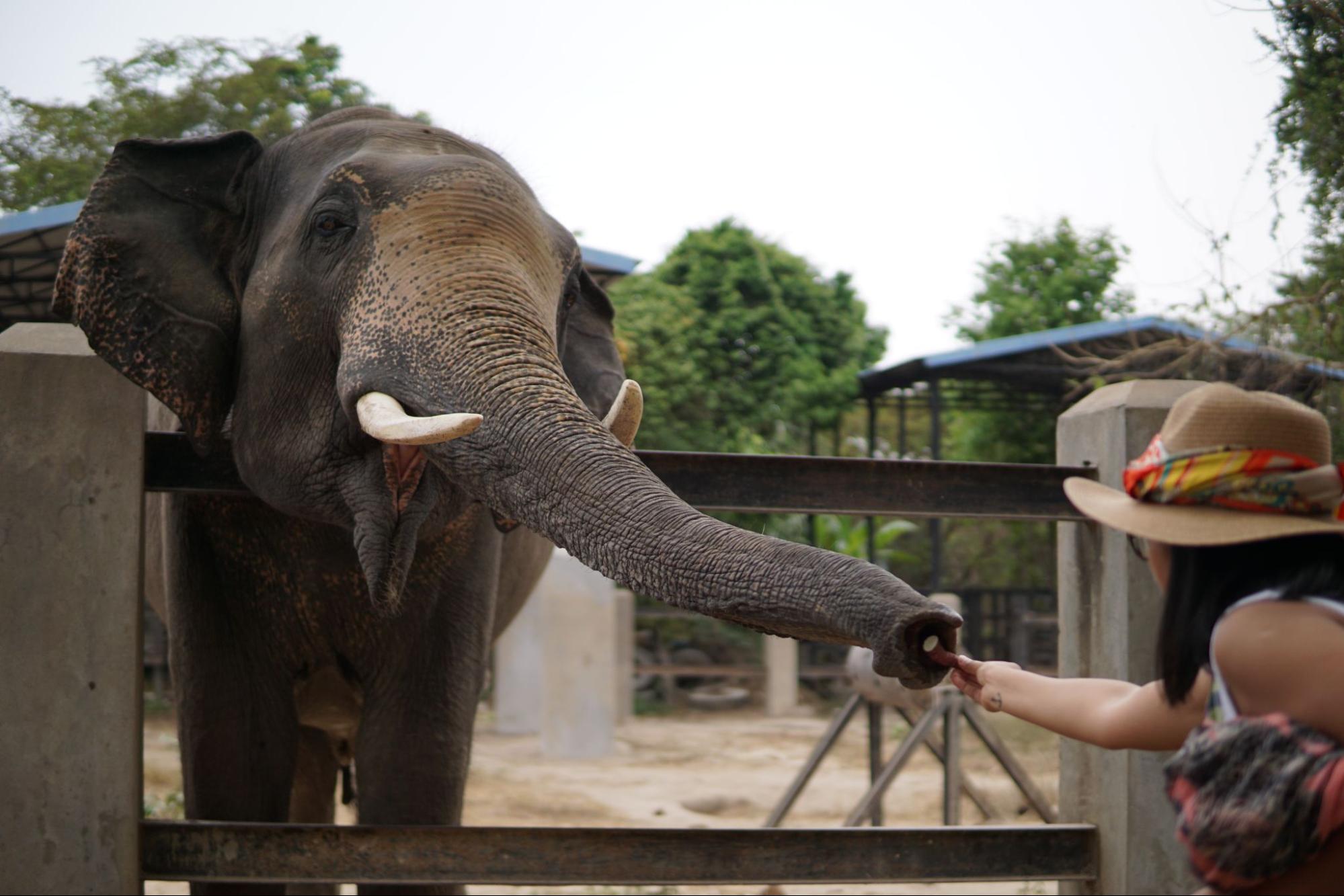Javascript Elephant Ethical Elephant Sanctuaries Promoting Welfare