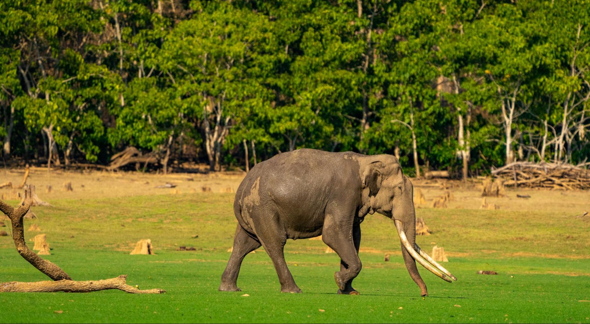 Javascript Elephant Ethical Elephant Sanctuary Phuket, Comprehensive Overview