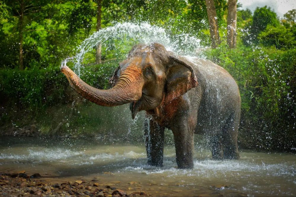 Javascript Elephant Elephant in Thailand: A 2026 Guide to Ethics and Heritage