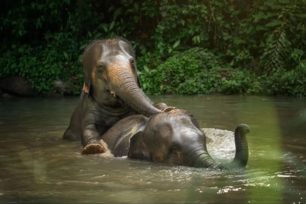 Javascript Elephant Elephant in Thailand: A 2026 Guide to Ethics and Heritage
