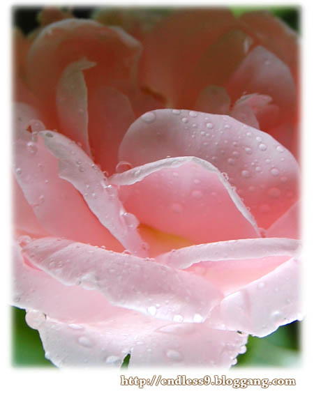 Endless Rose ราคา – ทบทวนThe Endless เล่ห์กาล ปราณปริยา แจ่มใส | Good Price