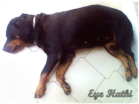Bloggang.com : Hathi - RIP à¸™à¹‰à¸­à¸‡à¸¡à¸´à¸™à¸™à¸µà¹ˆ à¸£à¹‡à¸­à¸•à¹„à¸§à¹€à¸¥à¸­à¸£à¹Œ à¹€à¸ªà¸µà¸¢à¸