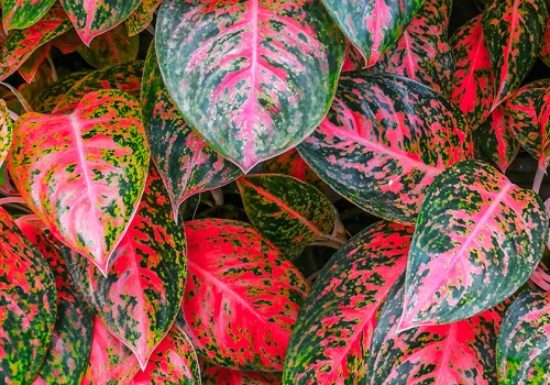 à¹à¸ à¸§à¸à¸²à¸à¸ˆà¸™à¸² à¸«à¸£ à¸­ à¸­à¹‚à¸à¸¥à¸™ à¸¡à¸² Aglaonema