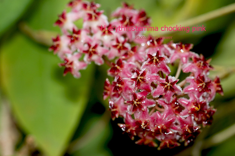 H.erythrostemma chocking pink