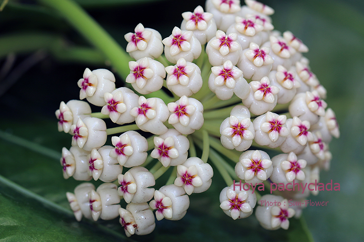 Hoya pachyclada 