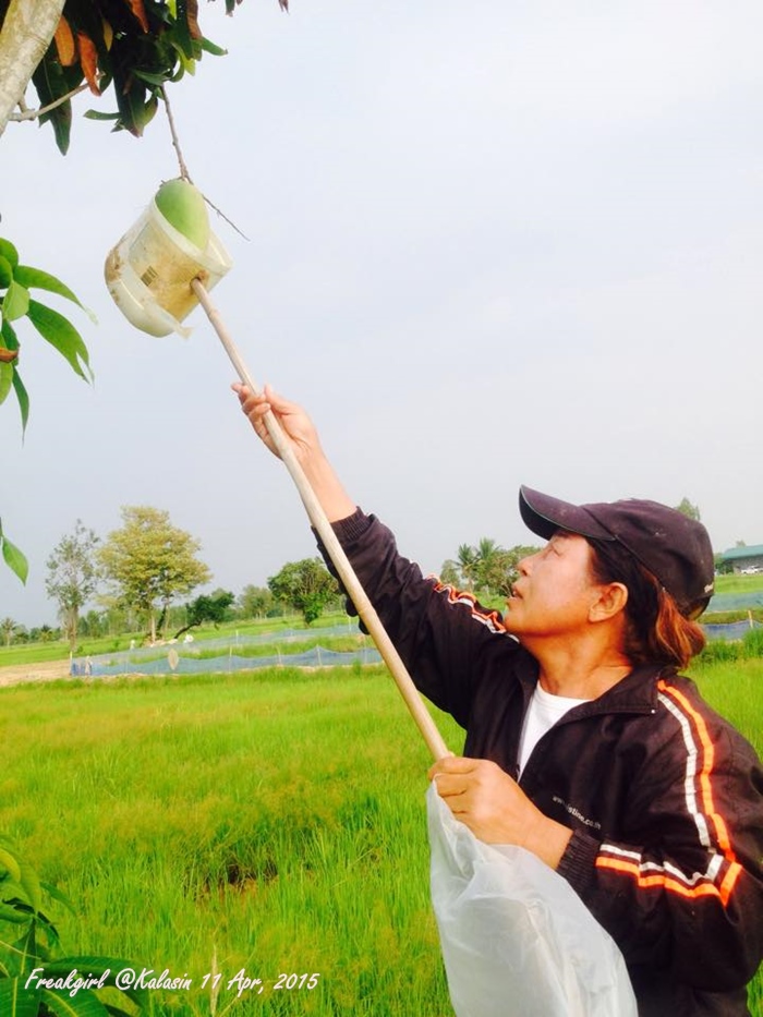 มะม่วง1
