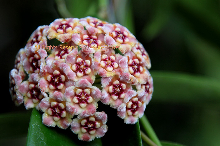 Хойя elliptica