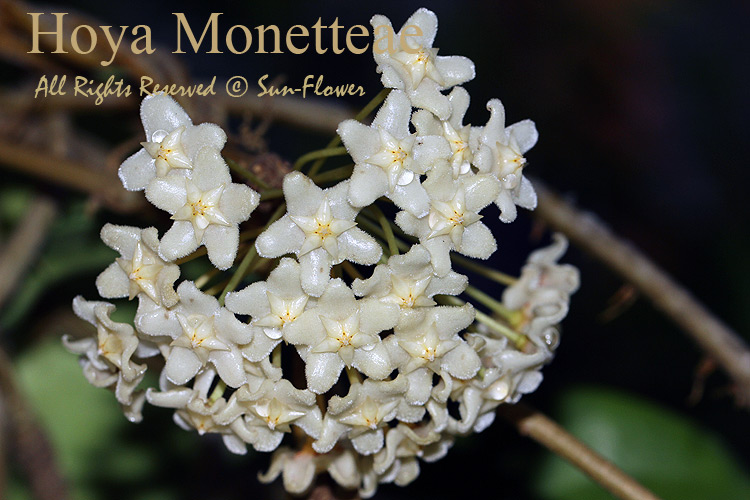 Hoya monetteae