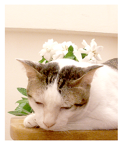 My Image 33