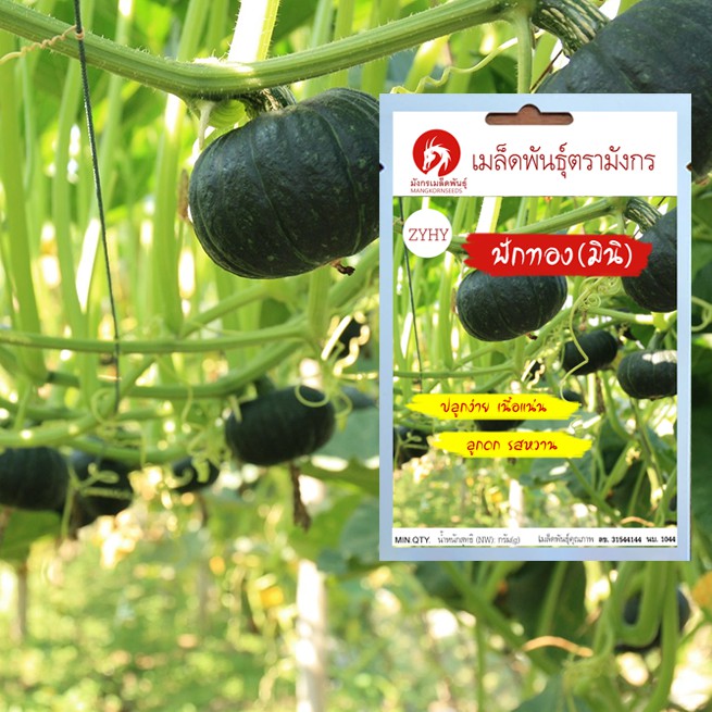 รวมกัน 92+ ภาพ พันธุ์ ฟักทอง ที่ นิยม ปลูก ใหม่ที่สุด รวมกัน 92+ ภาพ พันธุ์ ฟักทอง ที่ นิยม ปลูก ใหม่ที่สุด