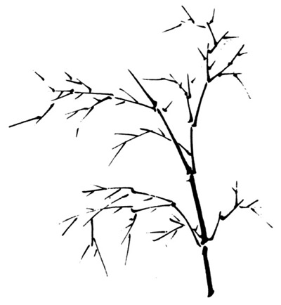 My Image 73
