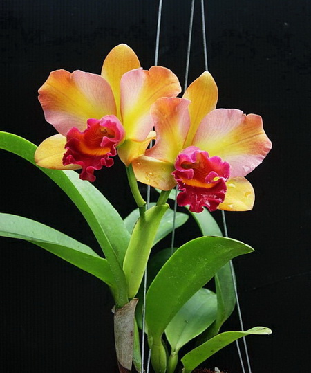 My Image 7
