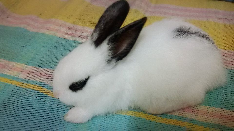 มินนี่วันแรกที่รับมาอยู่ด้วย 26 มิ.ย. 2559 : นางตัวเล็กน่ารักมากกกก
