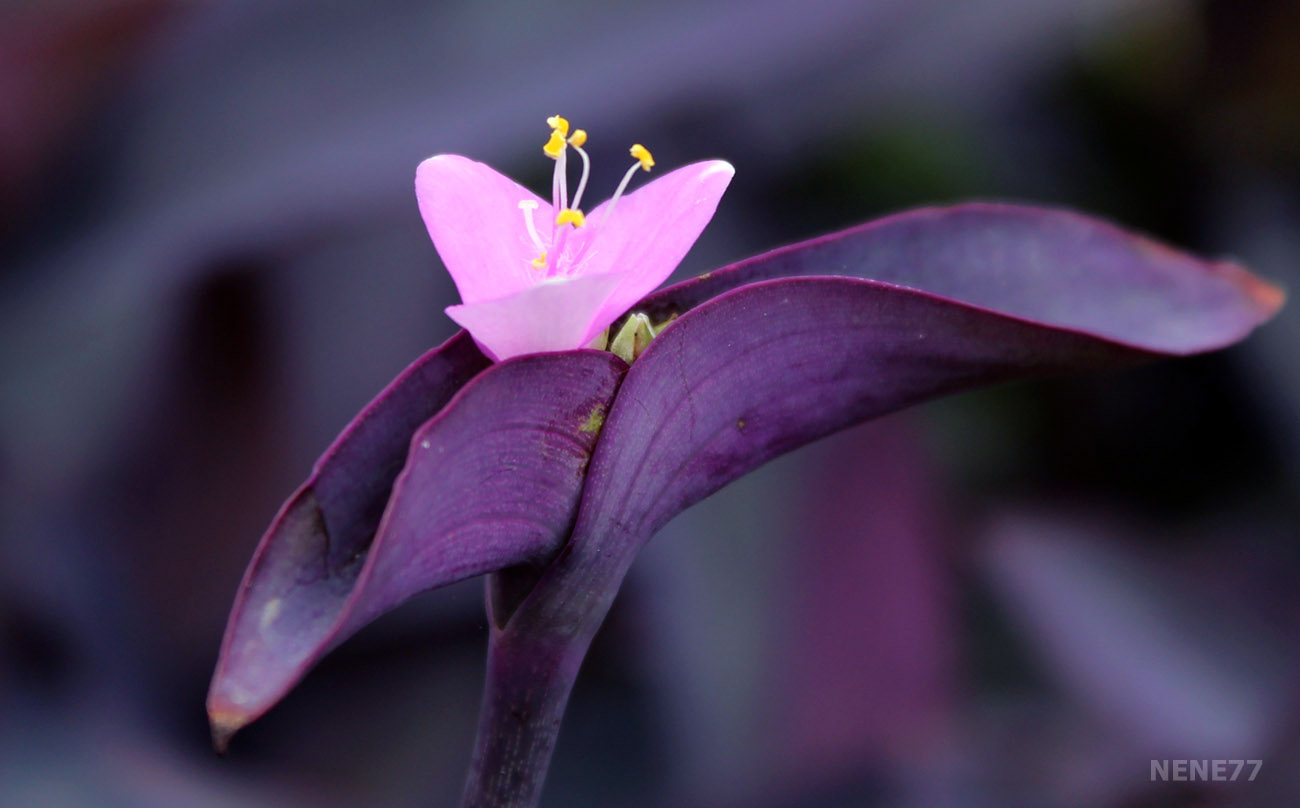 à¸œà¸¥à¸à¸²à¸£à¸„à¹‰à¸™à¸«à¸²à¸£à¸¹à¸›à¸ à¸²à¸žà¸ªà¸³à¸«à¸£à¸±à¸š à¸•à¹‰à¸™à¸«à¸±à¸§à¹ƒà¸ˆà¸ªà¸µà¸¡à¹ˆà¸§à¸‡
