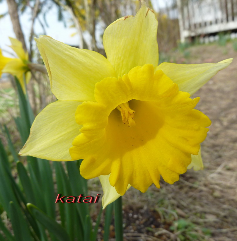 Katai_Akiko Daffodil แถวบ้าน กับ ที่ Awajishima Japan