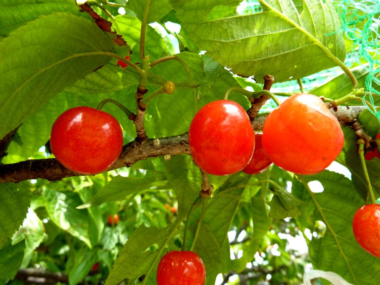 Плоды сакуры картинки