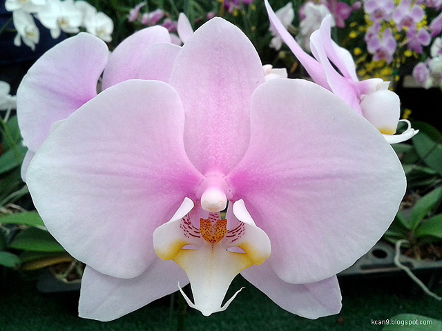 Orchid_02