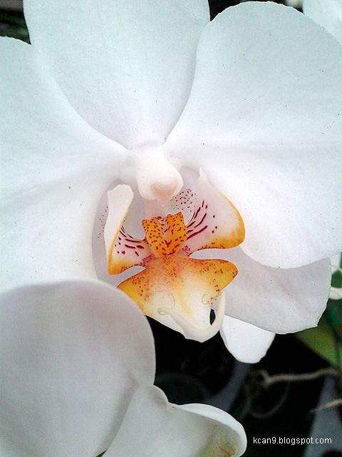 Orchid_03