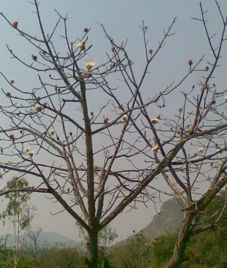 My Image 80
