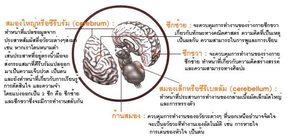 ร่างกายของมนุษย์ตอน สมอง (Brain)