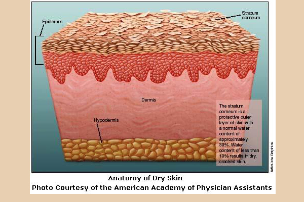 Dry skin перевод. Dry Skin layer. Say it spongy Skin.