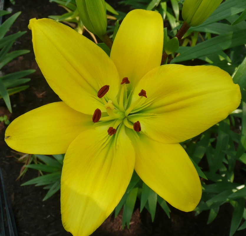 ไป เที่ยวสวนดอก lily tamamizu yuri en ที่ tamba hyogo Japan