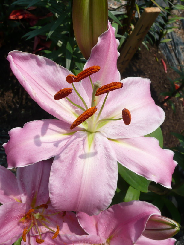 ไป เที่ยวสวนดอก lily tamamizu yuri en ที่ tamba hyogo Japan