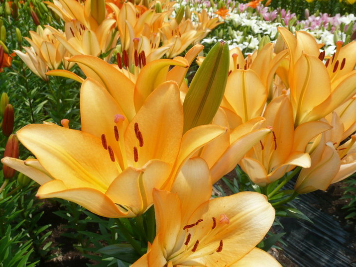 ไป เที่ยวสวนดอก lily tamamizu yuri en ที่ tamba hyogo Japan