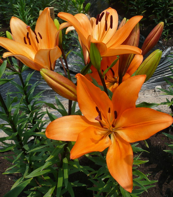 ไป เที่ยวสวนดอก lily tamamizu yuri en ที่ tamba hyogo Japan