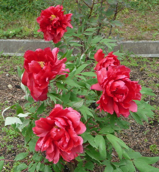 My Image 71