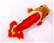 Ranchu
