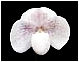 paph. niveum ... ͧҹ ʵ ...