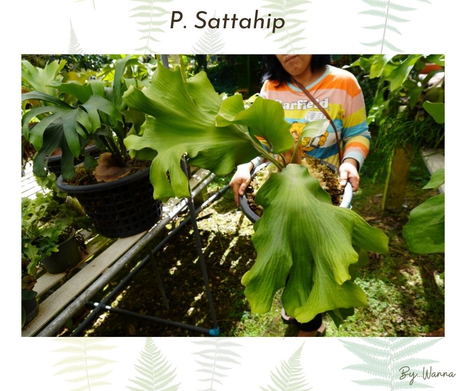 December Catalog Platycerium ferns for sale