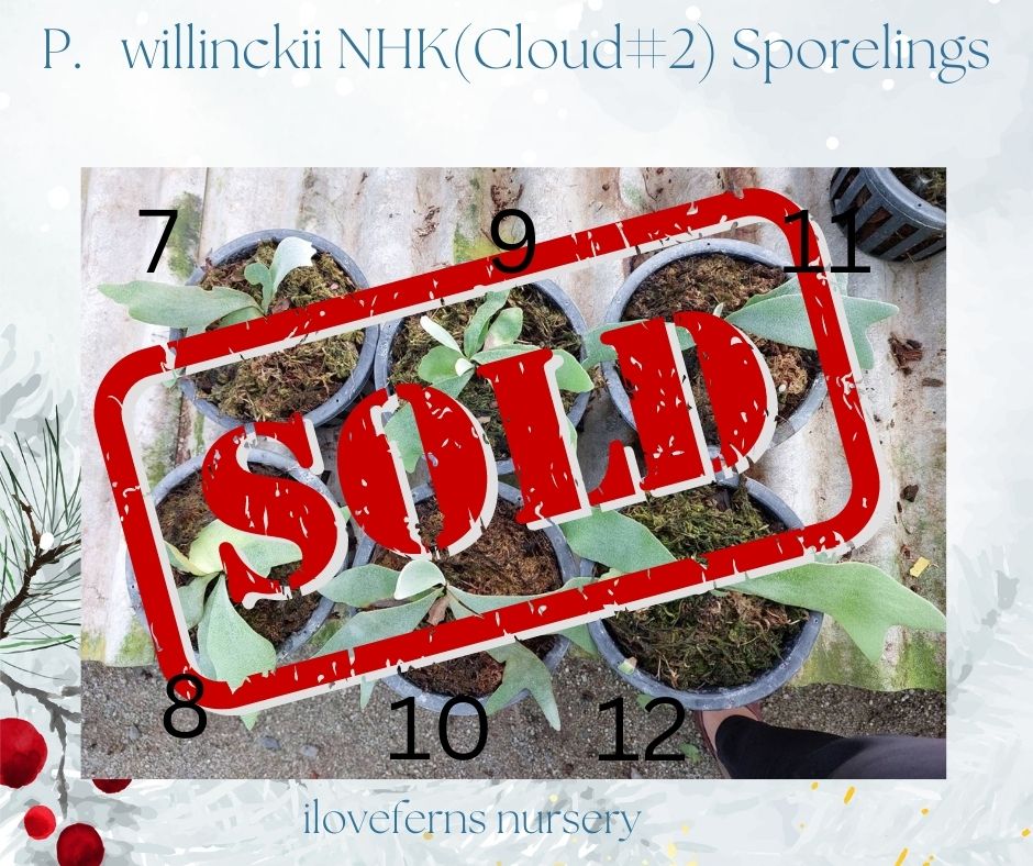 December Catalog Platycerium ferns for sale
