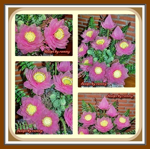 My Image 71