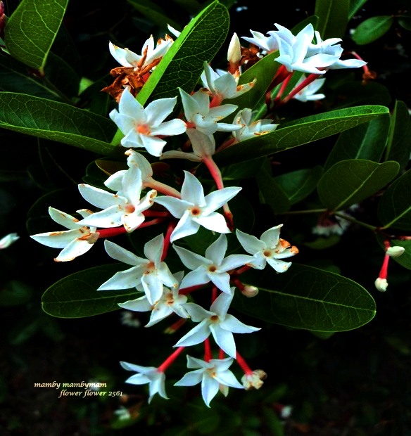 My Image 31