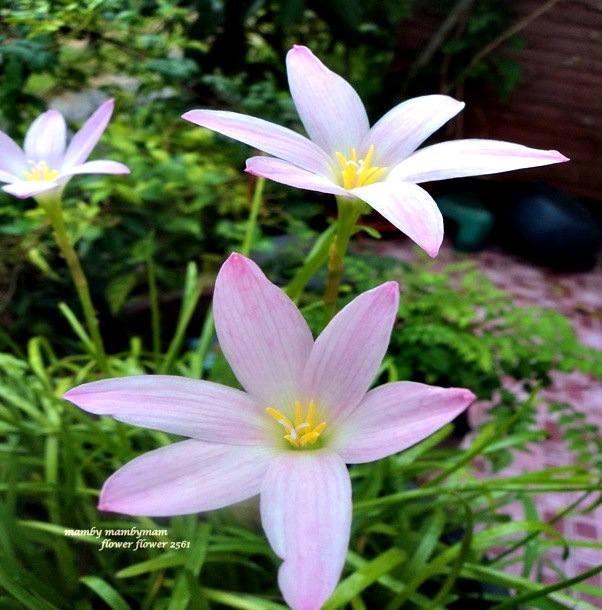 My Image 23