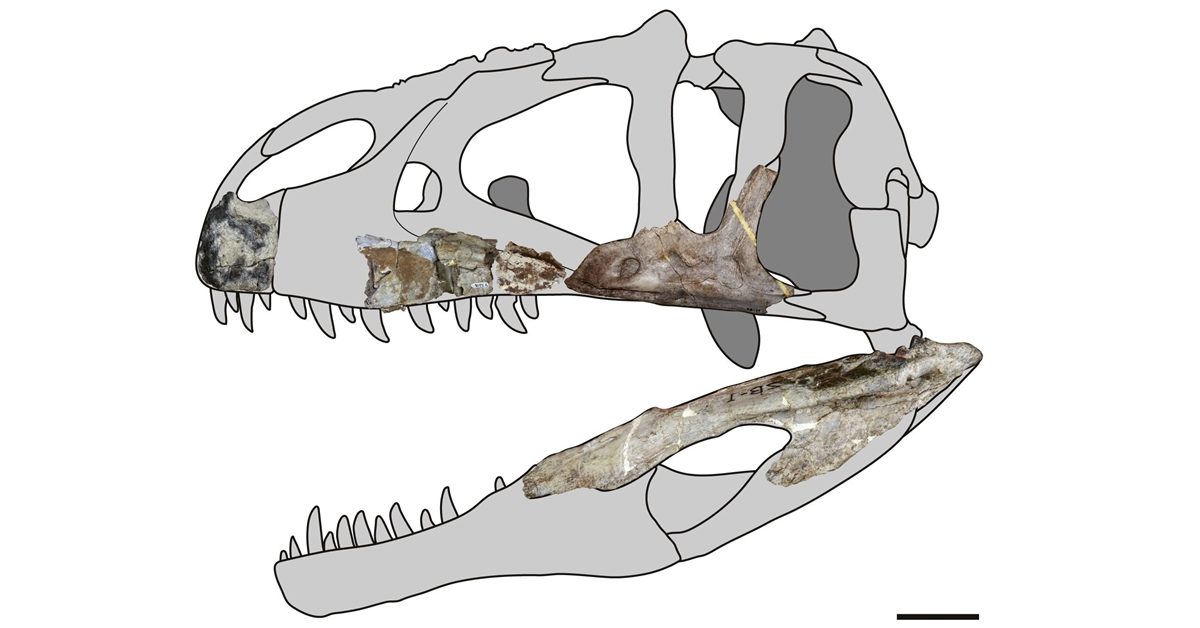 กระดูกไดโนเสาร์ที่ค้นพบในประเทศไทย
