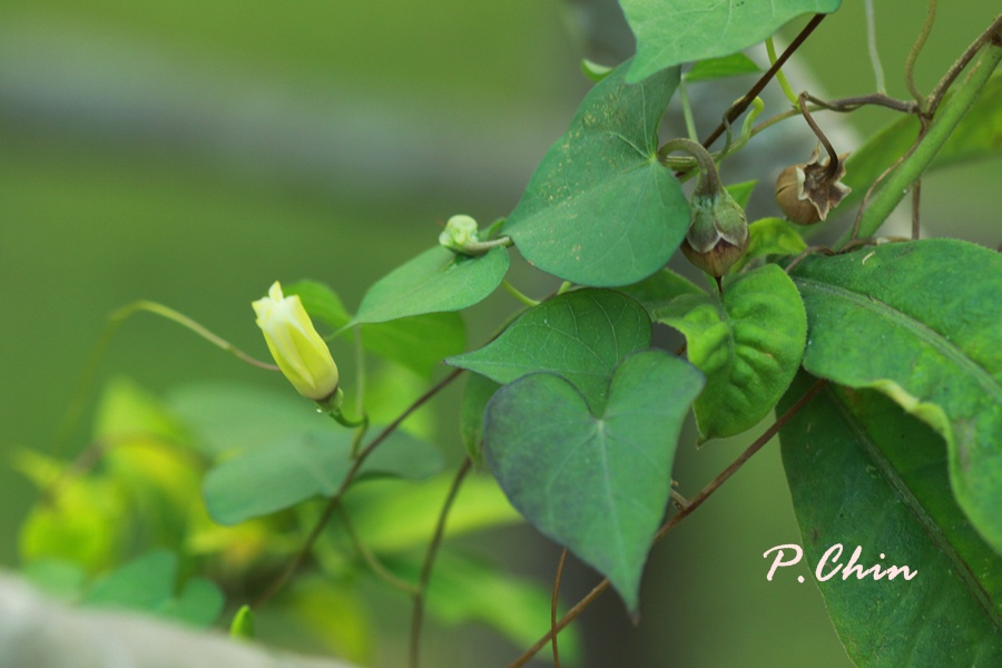3 à¹€à¸¡à¸¢ 56 à¹‚à¸•à¸‡à¸§à¸° à¸«à¸£ à¸­à¸ªà¸°à¸­ à¸ Ipomoea Obscura L Ker Gawl