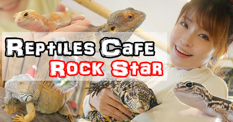 Reptiles Cafe Rock Star ѵ¤ҹ