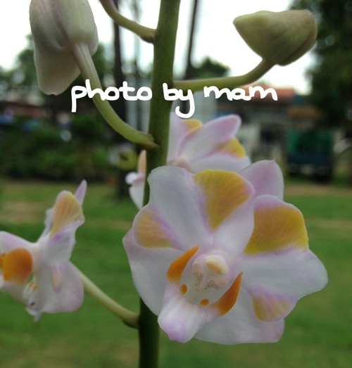 My Image 39