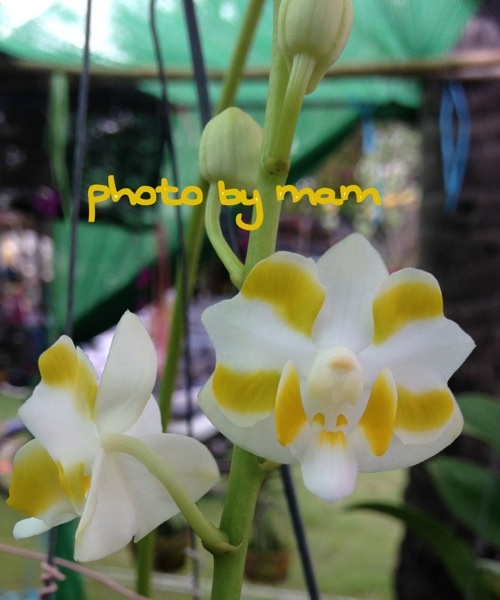 My Image 23