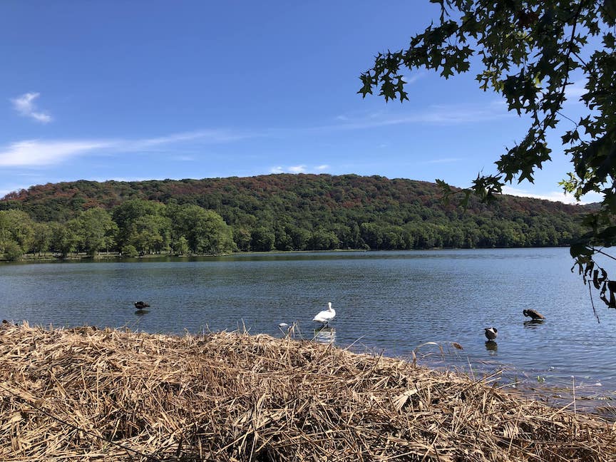 เดินออกำลังกาย Rockland Lake หงส์ ก็มีเจ้าถิ่นเหมือนกัน หรือ