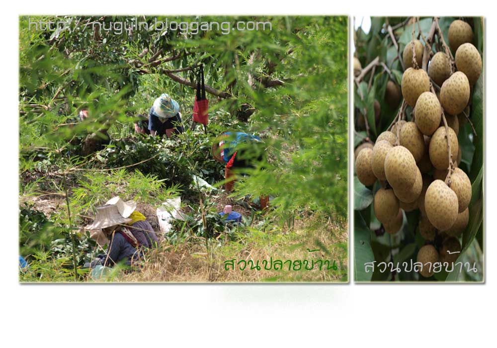 Bloggang.Com : Nuguln - ลำใย-สวนปลายบ้าน