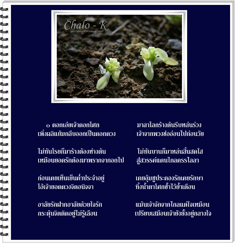 My Image 62